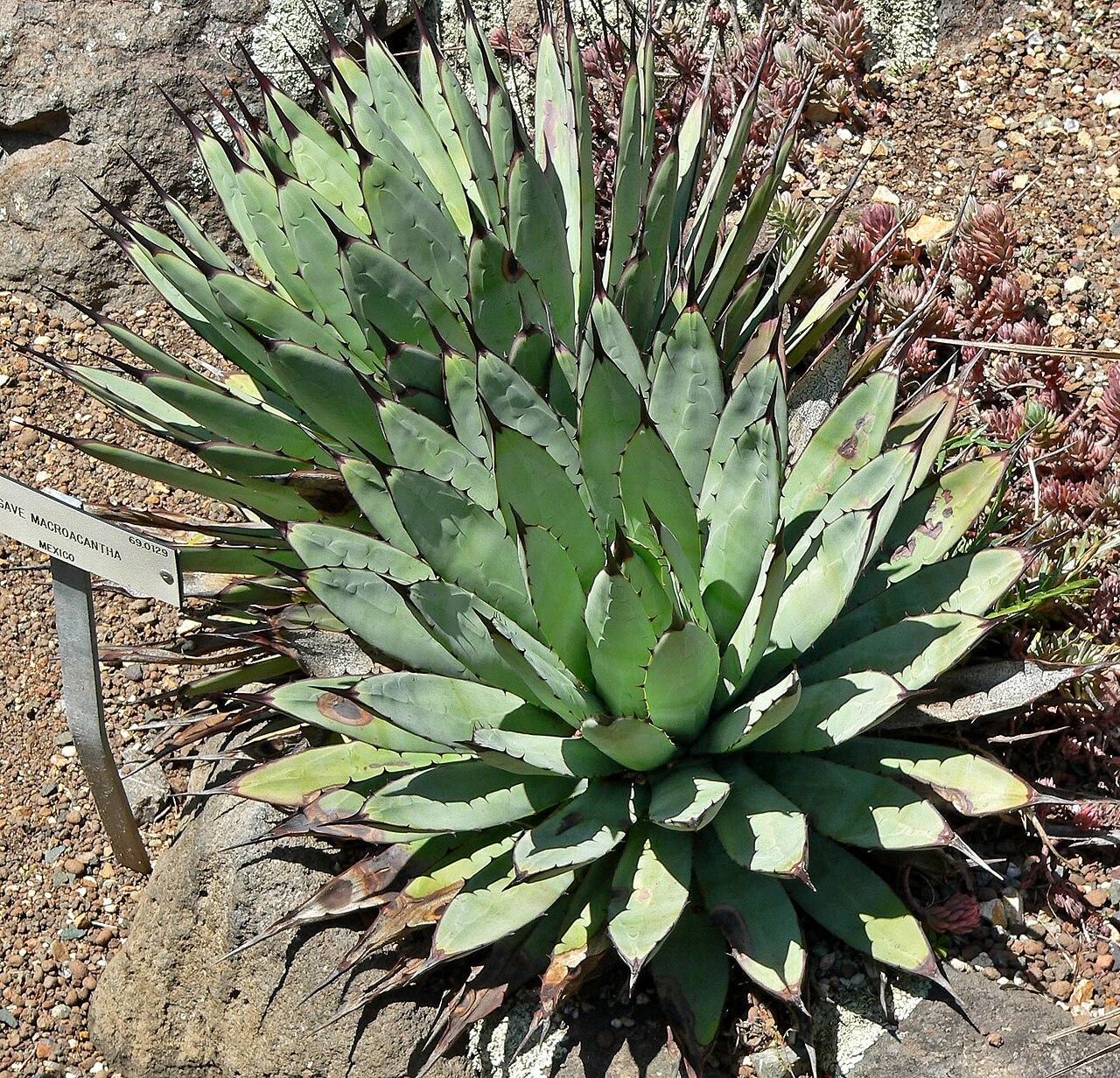 Агава широкоокаймленная: уход в домашних условиях