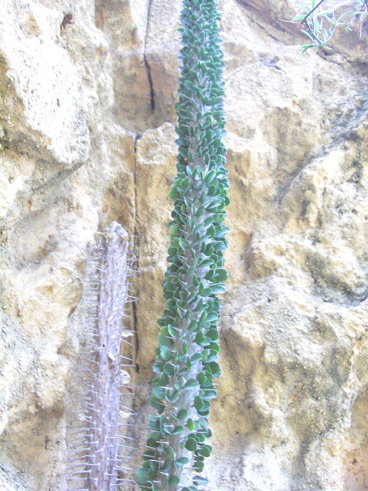 Аллюодия восходящая: уход в домашних условиях