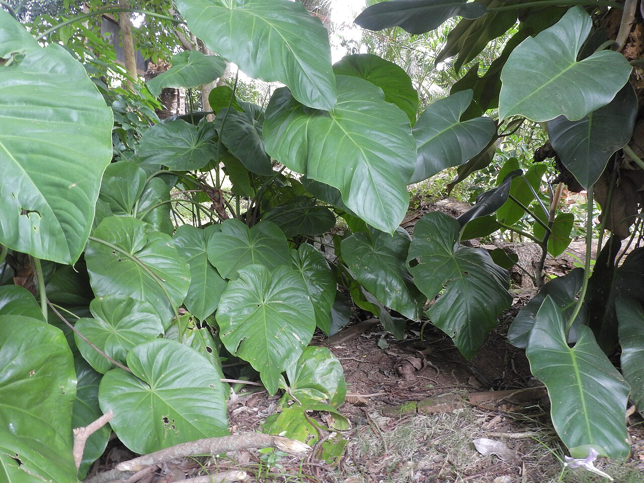 Антуриум Фаустомиранда: уход в домашних условиях