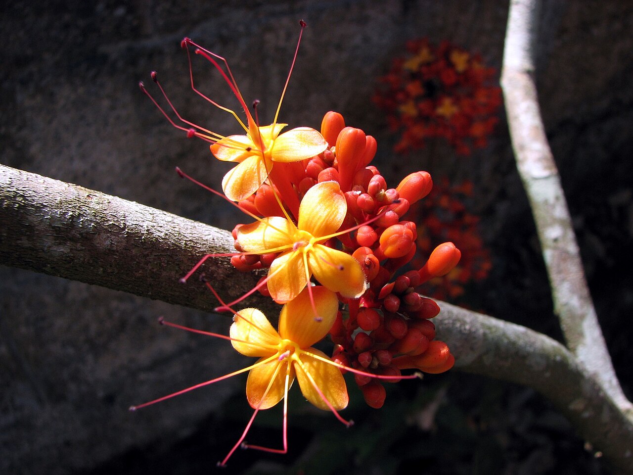 Ашока: посадка и уход