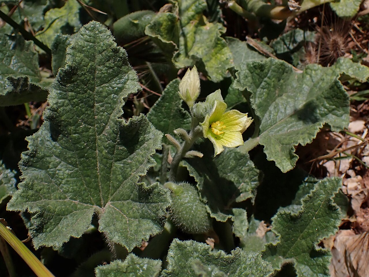 Бешеный огурец обыкновенный: посадка, уход, размножение