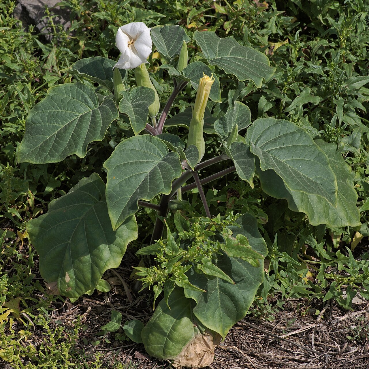 Дурман индейский: посадка, уход, размножение