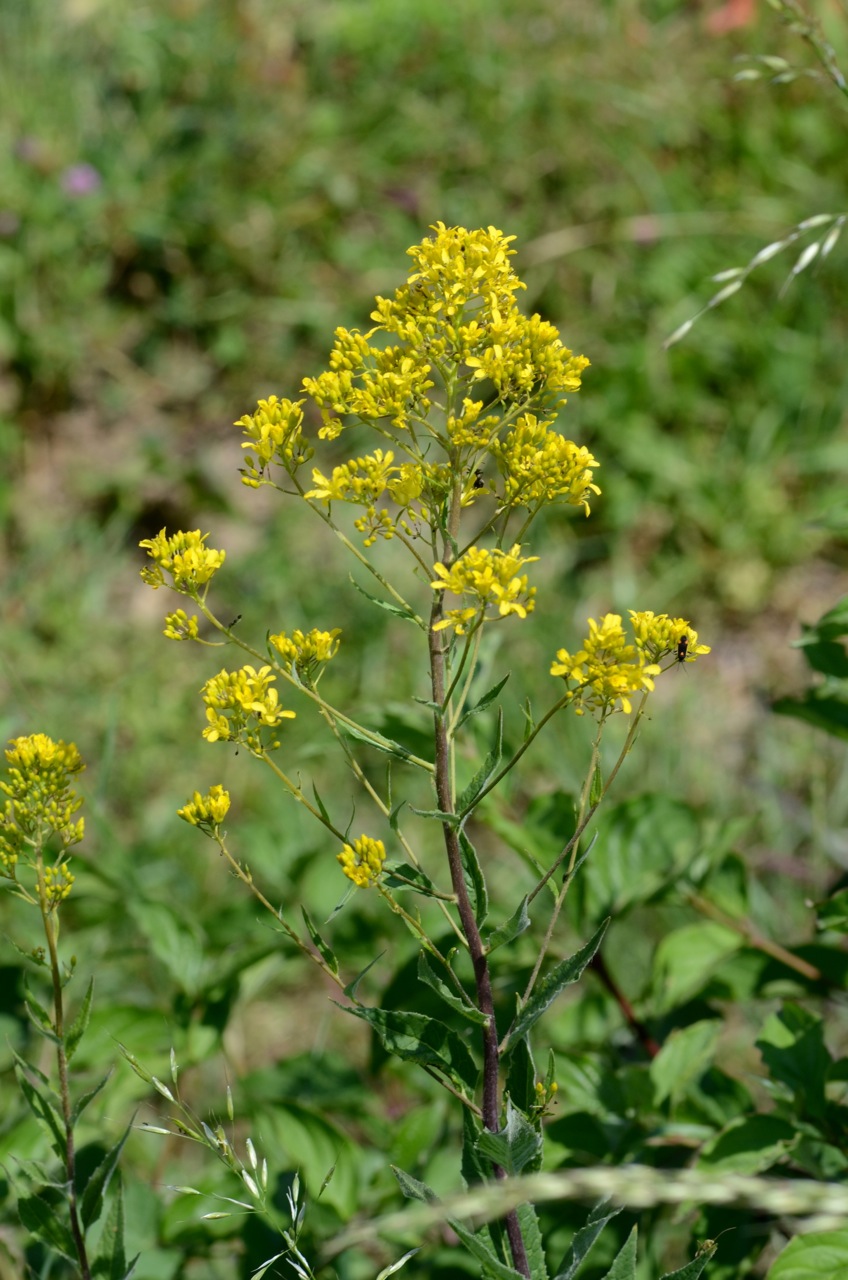 Гулявник прямой: выращивание, сбор и применение