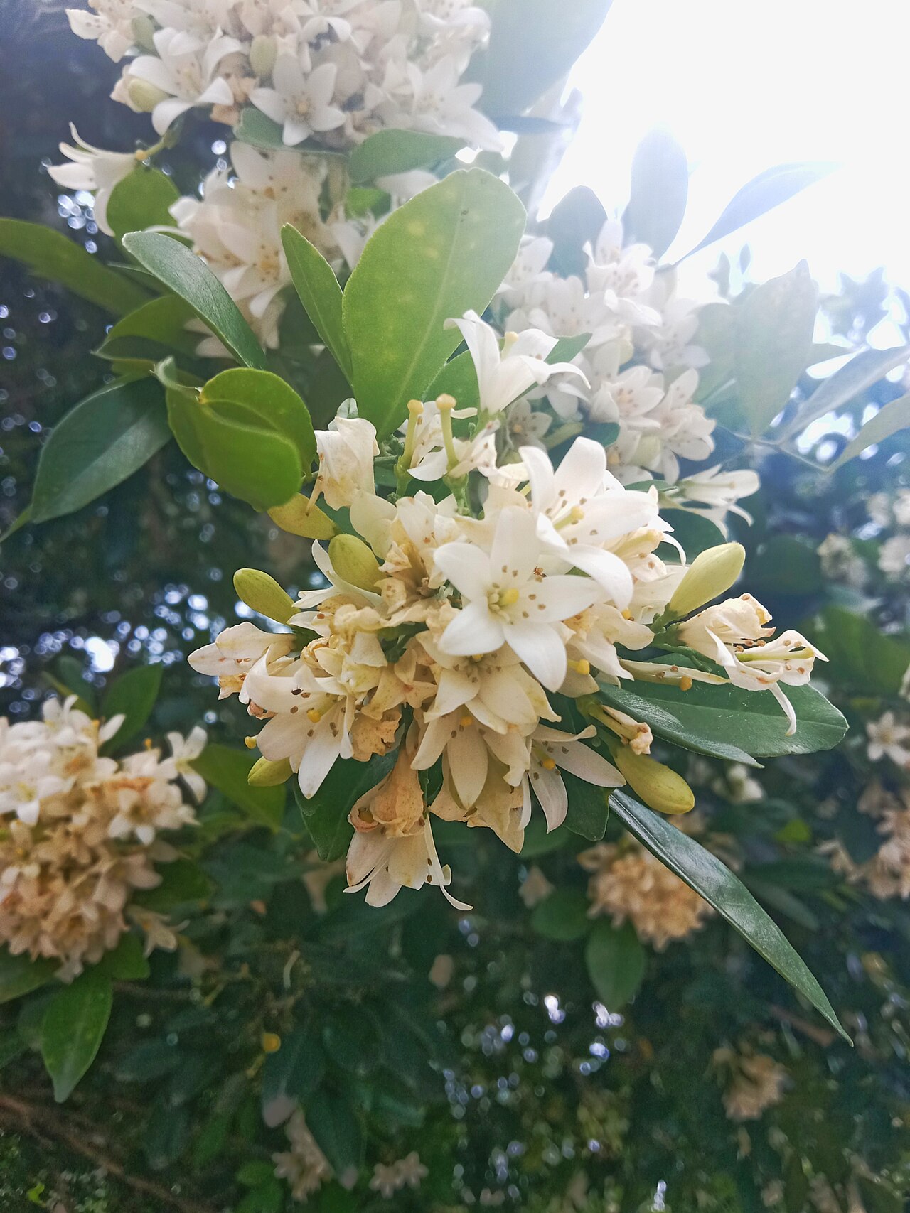 Муррайя: уход в домашних условиях