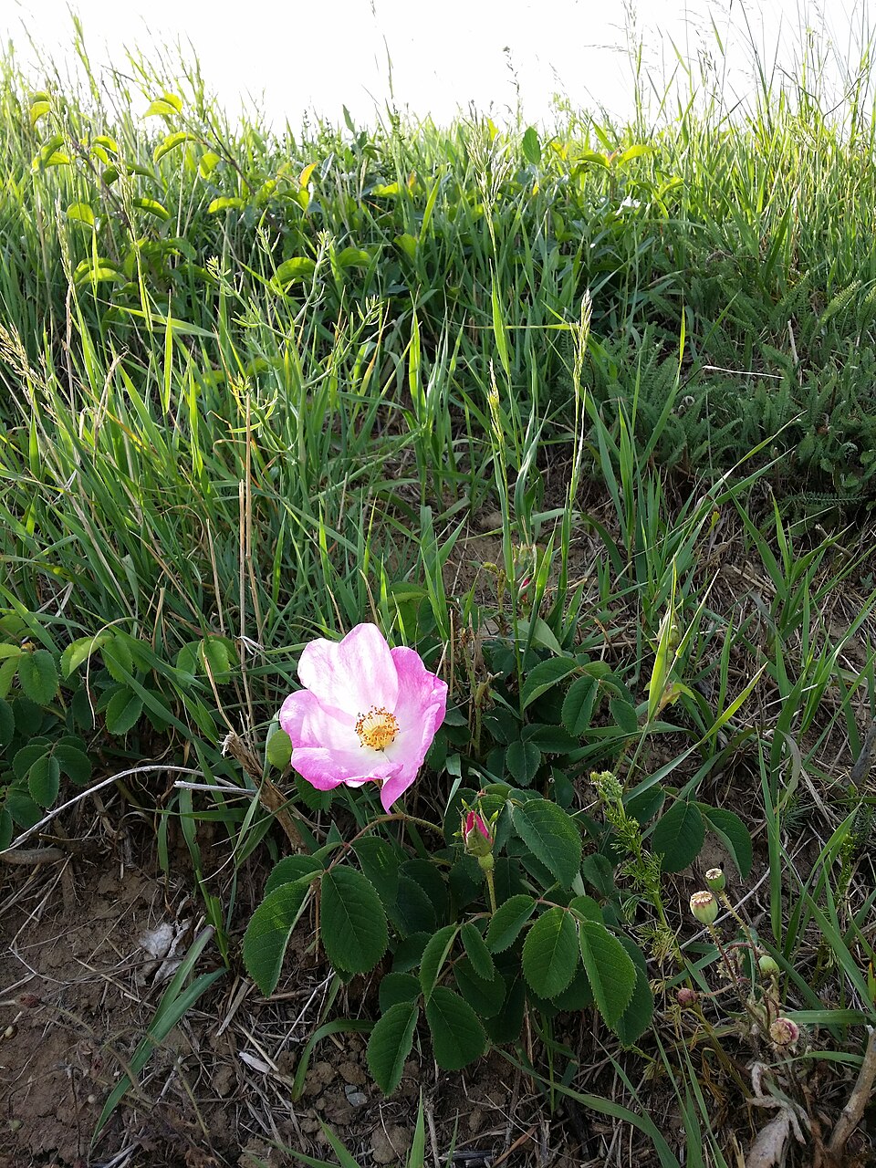 Шиповник французский: уход в домашних условиях