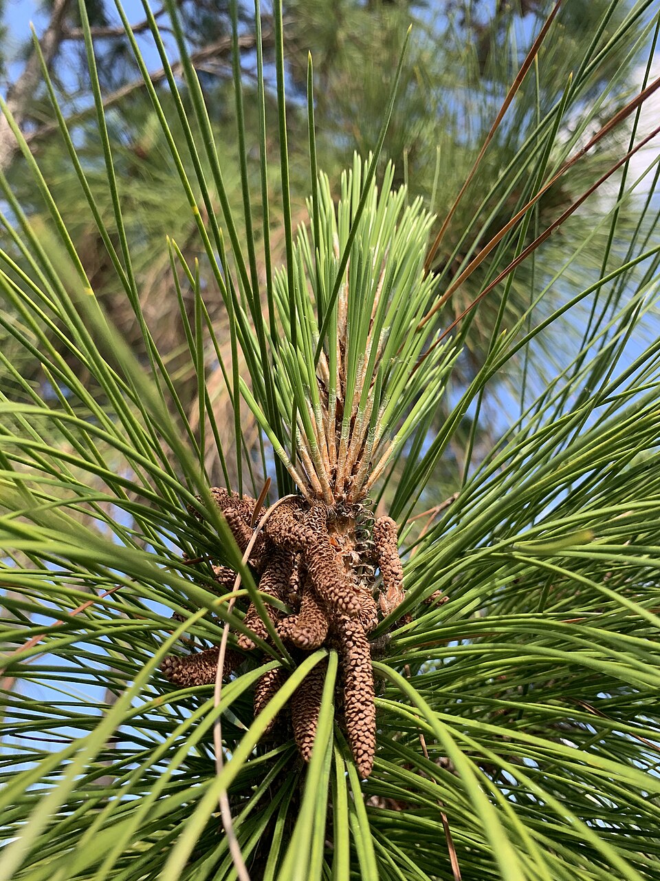 Сосна Эллиота: уход в домашних условиях